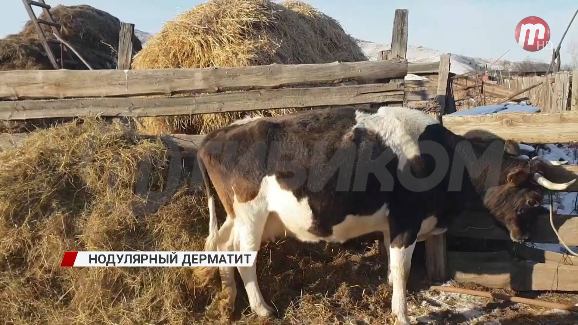 В Бурятии продолжается борьба с нодулярном дерматитом среди домашнего скота